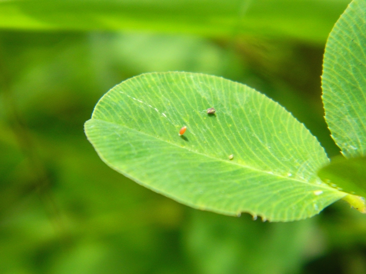 Colias crocea e uova